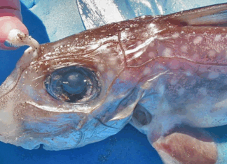 Descubren al único animal cartilaginoso que tiene dientes en la frente