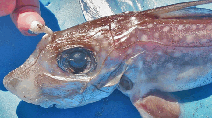 Descubren al único animal cartilaginoso que tiene dientes en la frente