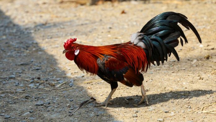 Gallo de pelea mata a su dueño
