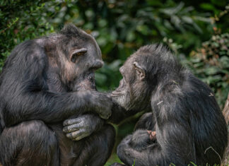 Los chimpancés pueden razonar y cambiar de opinión