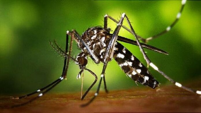 Salud Pública confirma tres casos importados de chikungunya
