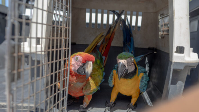 Medio Ambiente hace llamado al registro obligatorio de animales exóticos en el país