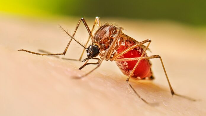 Brasil aprueba la primera vacuna en el mundo de dosis única contra el dengue