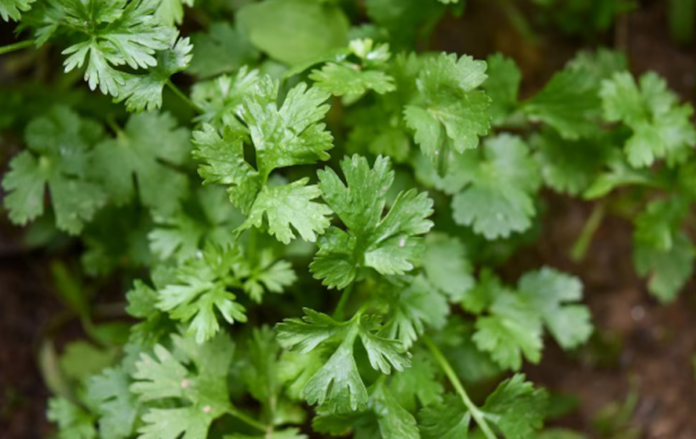 Qué nutrientes aporta el cilantro y cómo puede influir en el azúcar en sangre