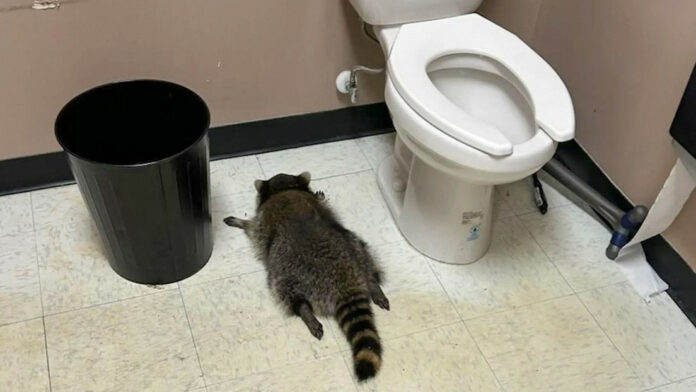 mapache destroza una licorería en EE.UU. y se queda dormido borracho en el baño