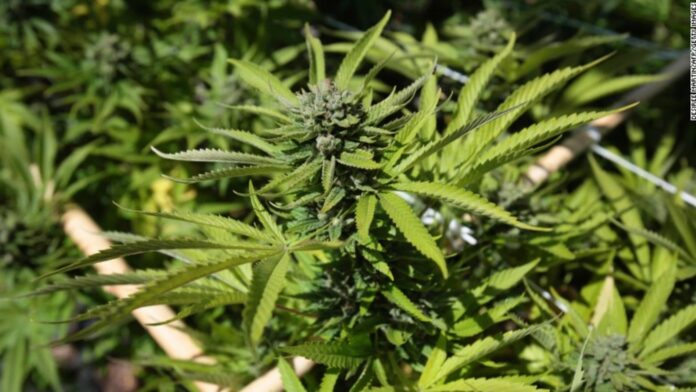 Trump firma una orden ejecutiva que suaviza las restricciones sobre la marihuana
