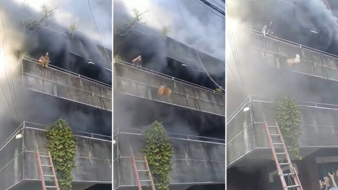 Mujer arriesga su vida al salvar a sus perros en un violento incendio