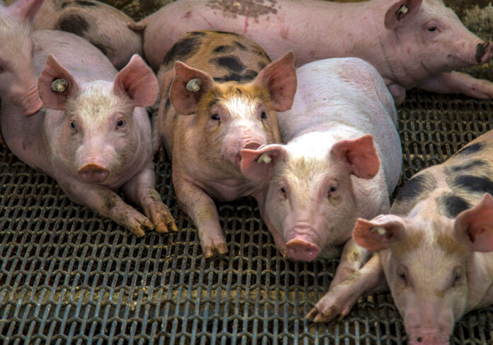 RD bloquea importación de carne porcina desde España tras brote de PPA