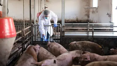 España investiga fiebre porcina vinculada a una posible fuga de laboratorio