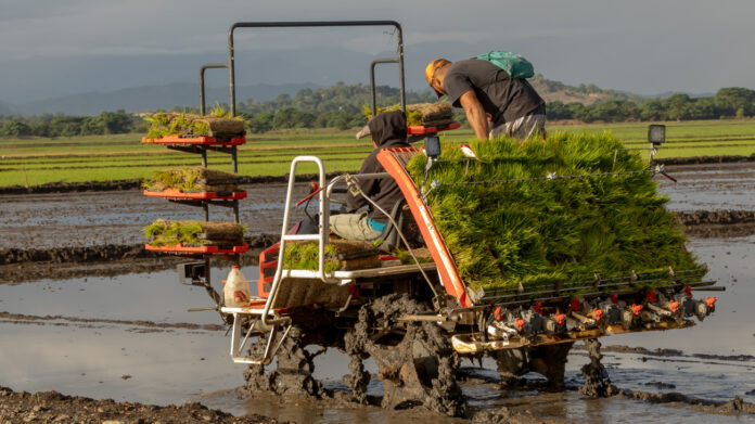 Inician proyecto de arroz sostenible para fortalecer la producción en el Bajo Yuna
