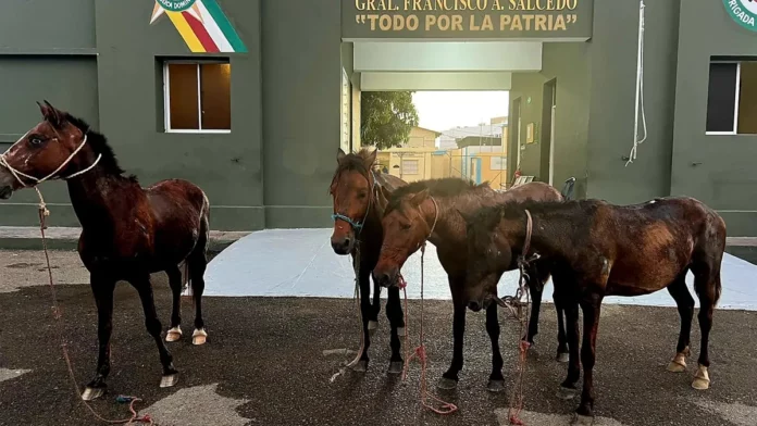 Ejército frustra robo de animales y recupera caballos en Dajabón