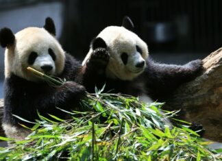 Japón se despide de los únicos pandas que quedan antes de que regresen a China