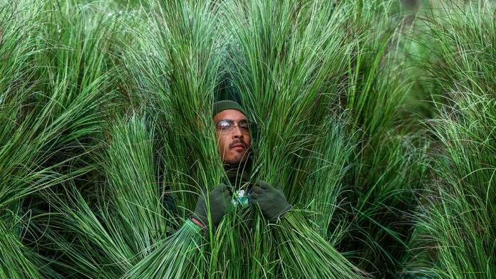 Esto es lo que cobraron los arbustos vivientes del 'show' de Bad Bunny en la Super Bowl