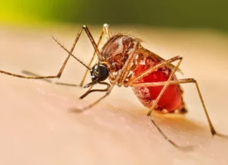 RD no registró muertes por dengue en 2025