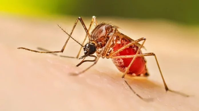 RD no registró muertes por dengue en 2025