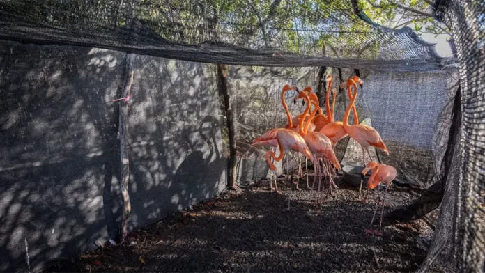 Zoológico dominicano libera 12 flamencos en Salinas de Baní