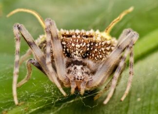 Descubren araña que imita ‘hongo zombi’ para atacar a sus presas