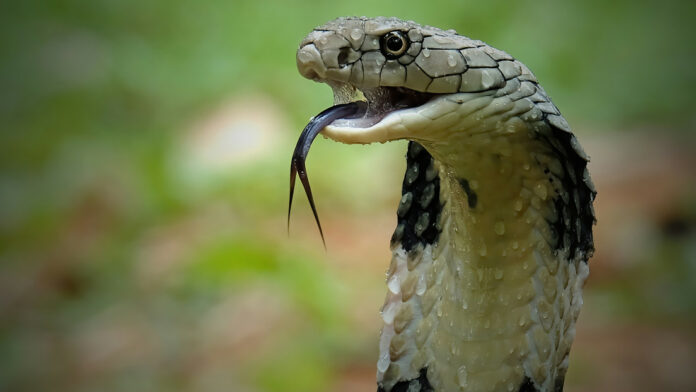 Turista muere tras ser mordido por una cobra en un espectáculo de encantador de serpientes