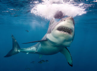 Un tiburón le arranca la pierna a un joven durante su luna de miel en Maldivas
