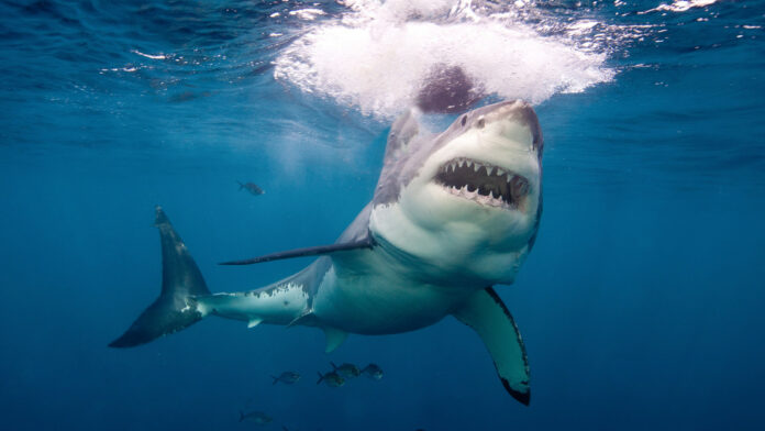 Un tiburón le arranca la pierna a un joven durante su luna de miel en Maldivas