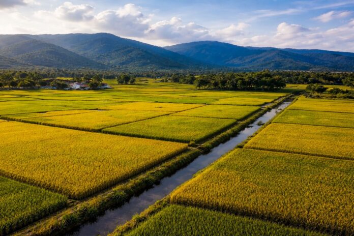RD se convierte en el mayor productor de arroz del Caribe y Centroamérica