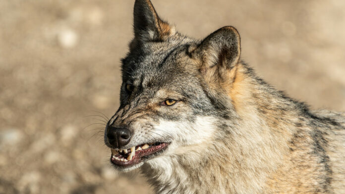 Un lobo muerde a un niño de 17 meses mientras sus padres estaban pegados a sus teléfonos