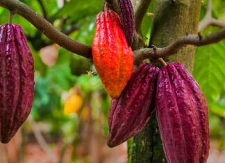 Este popular alimento podría desaparecer antes del 2050