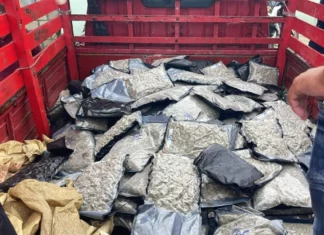 Autoridades interceptan conductor de camión con 151 paquetes de presunta marihuana en Azua