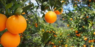 Naranjas y función renal: lo que hay que saber antes de incluirlas en la dieta