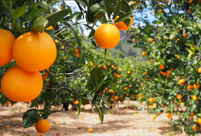 Naranjas y función renal: lo que hay que saber antes de incluirlas en la dieta