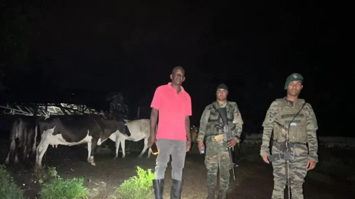 Ejército recupera 18 reses sustraídas en Loma de Cabrera