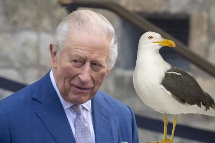Gaviota defeca sobre el rey Carlos III