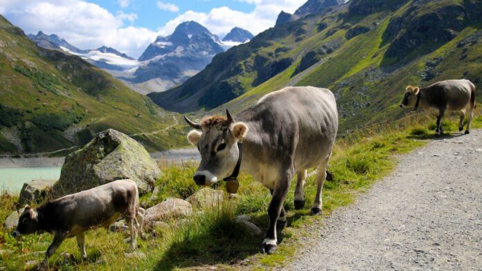 Un rebaño de vacas mata a una mujer y hiere gravemente a su esposo
