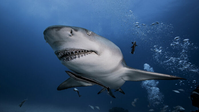 Tiburón ataca a un empleado dentro de una base naval en EE.UU.