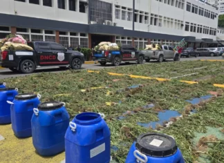 Cultivo de marihuana en Ocoa totalizó 3,533 plantas en uno de los mayores operativos del país