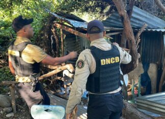 DNCD desmantela múltiples puntos de distribución de drogas en parcelas de Azua