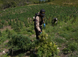 DNCD desmantela finca con más de 3,000 plantas de marihuana en San José de Ocoa