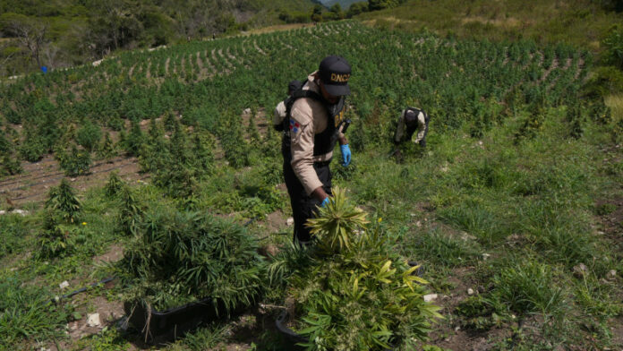 DNCD desmantela finca con más de 3,000 plantas de marihuana en San José de Ocoa