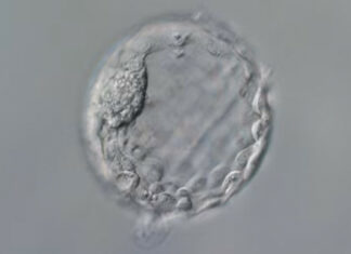 ¿Bebés a la сarta?: Científicos marcan nueva era en la modificación del ADN humano