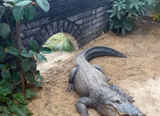 Lanzan a un niño de tres años a un recinto de cocodrilos en un zoológico de Reino Unido