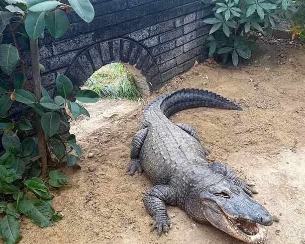 Lanzan a un niño de tres años a un recinto de cocodrilos en un zoológico de Reino Unido