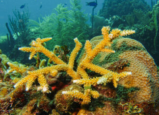 RD participará en la mayor iniciativa de investigación de aguas profundas en la Cordillera Submarina Beata
