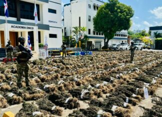 Desmantelan sembradío de marihuana de casi 14,000 libras en San José de Ocoa