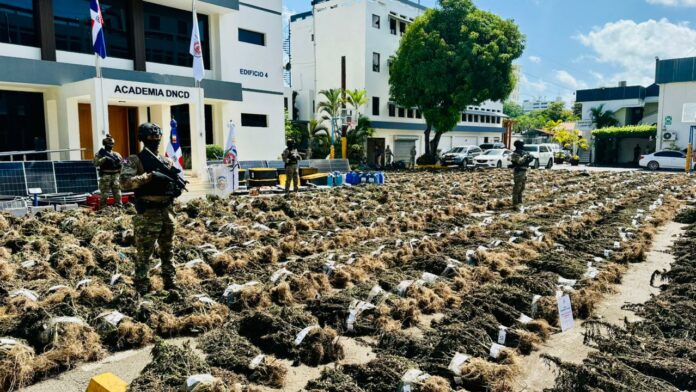 Desmantelan sembradío de marihuana de casi 14,000 libras en San José de Ocoa