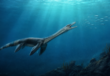 Un fósil de 245 millones de años de un reptil marino viene con un ‘secreto’ dentro