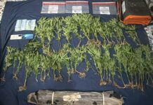 DNCD ocupa 45 plantas de marihuana y apresa dos haitianos en Ocoa
