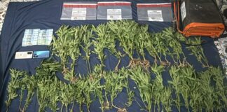 DNCD ocupa 45 plantas de marihuana y apresa dos haitianos en Ocoa