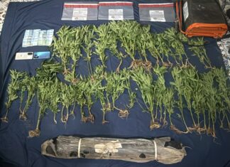 DNCD ocupa 45 plantas de marihuana y apresa dos haitianos en Ocoa