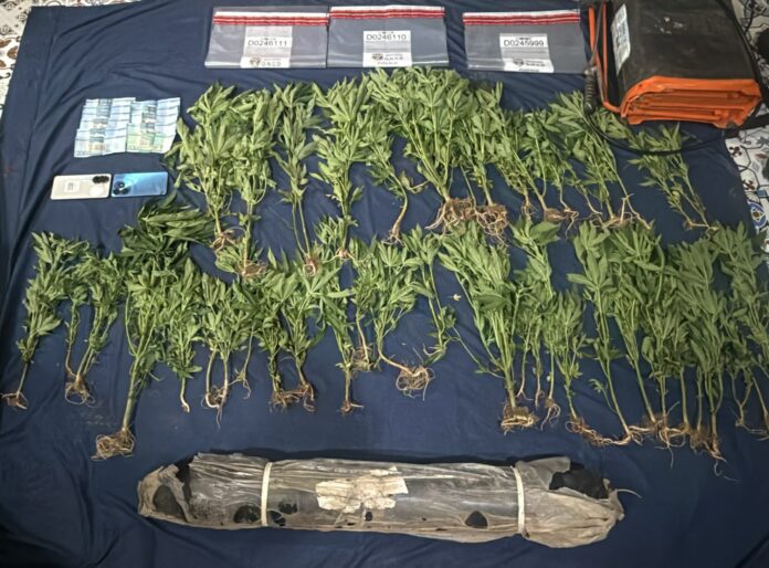 DNCD ocupa 45 plantas de marihuana y apresa dos haitianos en Ocoa
