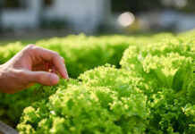 Crean lechugas capaces de producir una proteína que da el sabor de la carne